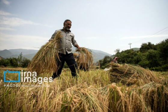 برداشت برنج در مازندران