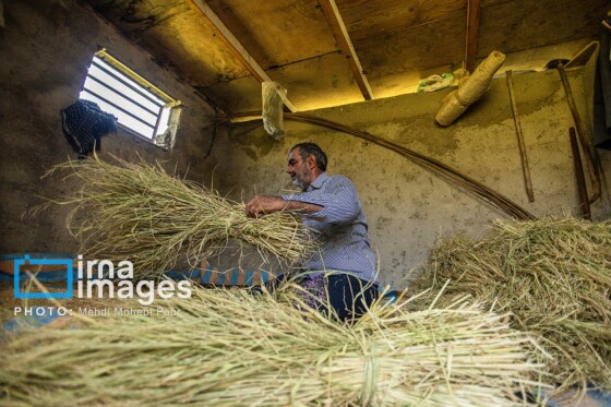 برداشت برنج در مازندران