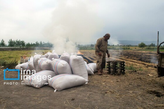 برداشت برنج در مازندران