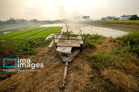 برداشت برنج در مازندران