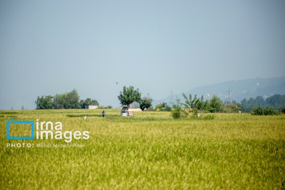 برداشت برنج در مازندران