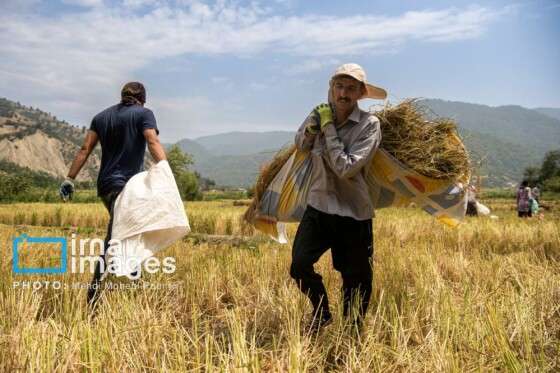 برداشت برنج در مازندران