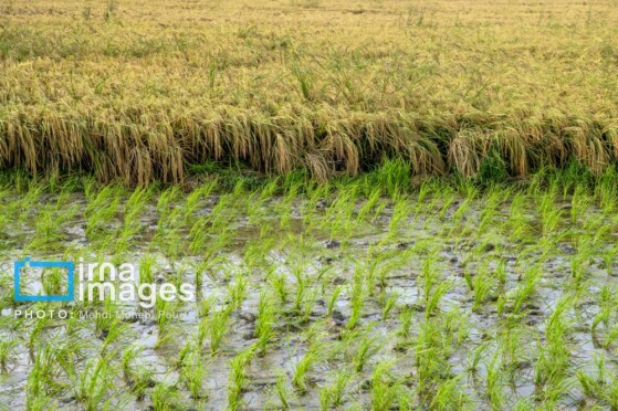 برداشت برنج در مازندران