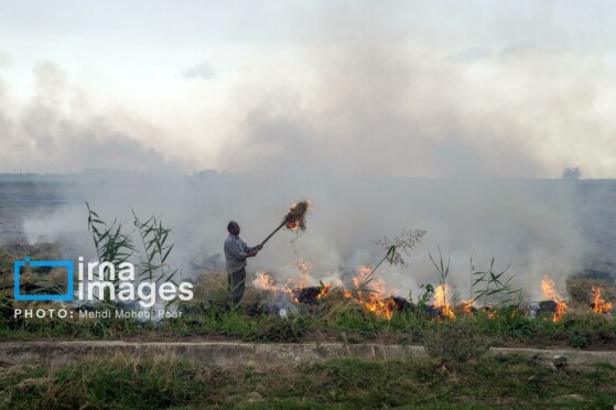 برداشت برنج در مازندران
