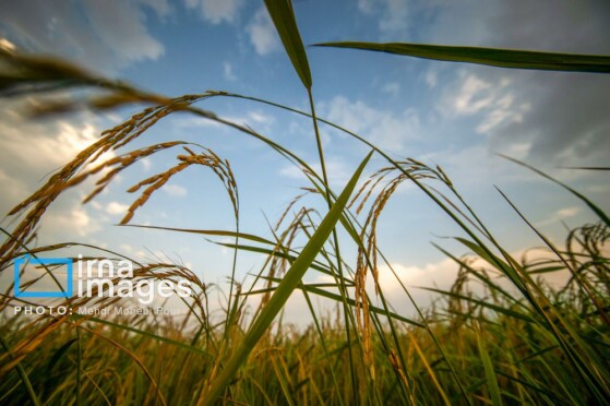 برداشت برنج در مازندران
