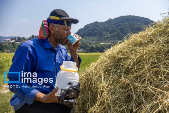برداشت برنج در مازندران
