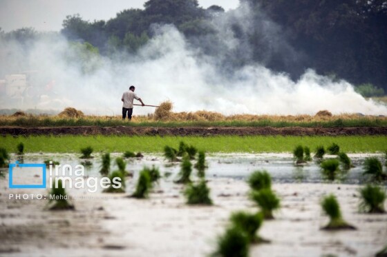برداشت برنج در مازندران