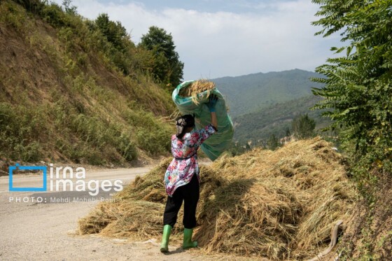 برداشت برنج در مازندران
