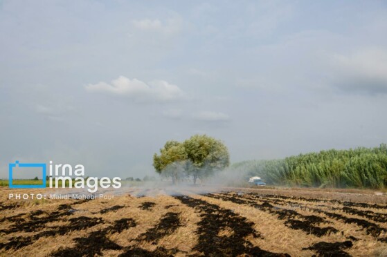 برداشت برنج در مازندران