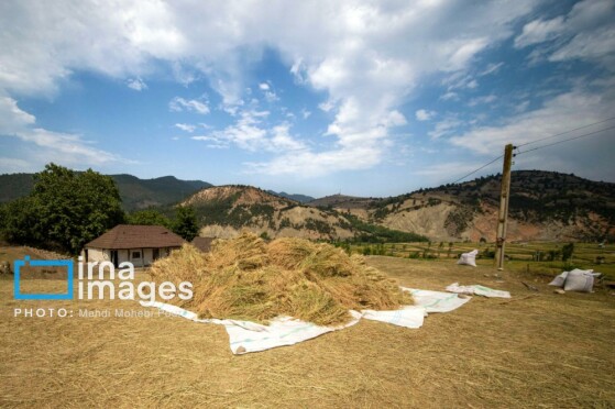 برداشت برنج در مازندران