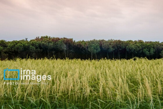 برداشت برنج در مازندران