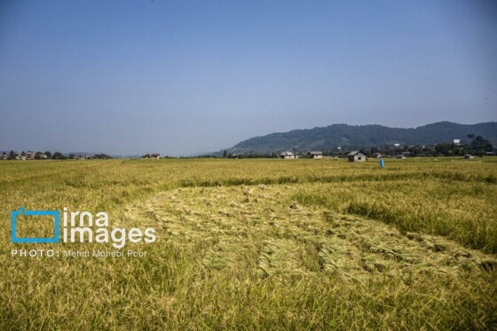 برداشت برنج در مازندران