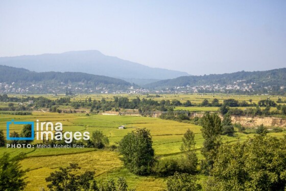 برداشت برنج در مازندران