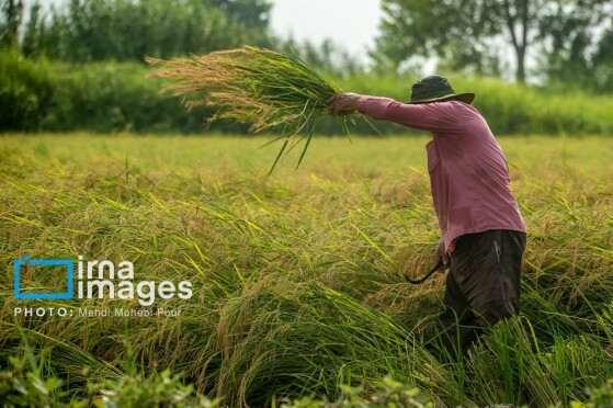 برداشت برنج در مازندران