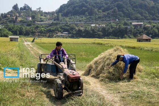 برداشت برنج در مازندران