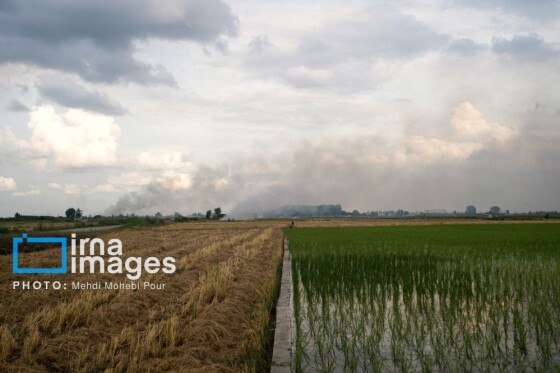 برداشت برنج در مازندران