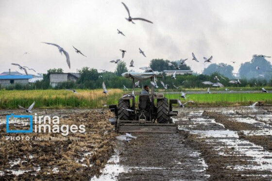 برداشت برنج در مازندران