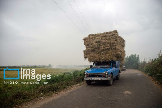 برداشت برنج در مازندران
