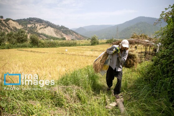 برداشت برنج در مازندران