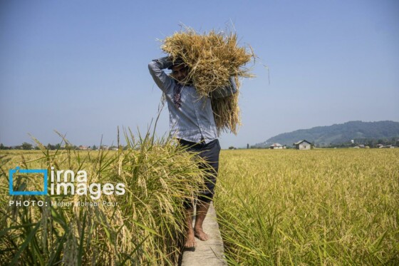 برداشت برنج در مازندران