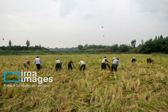 برداشت برنج در مازندران