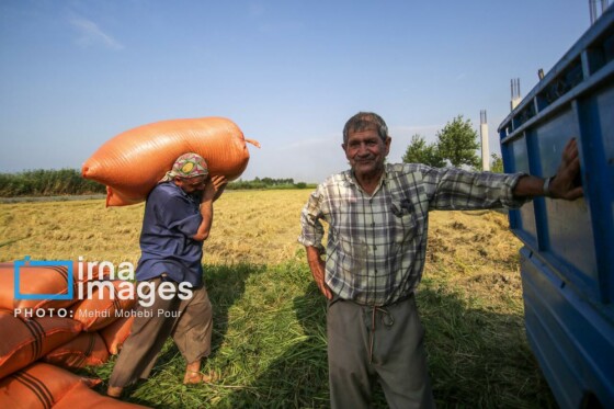 برداشت برنج در مازندران