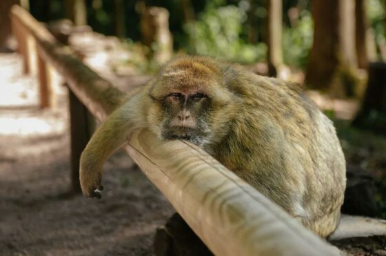 آلزاس، فرانسه