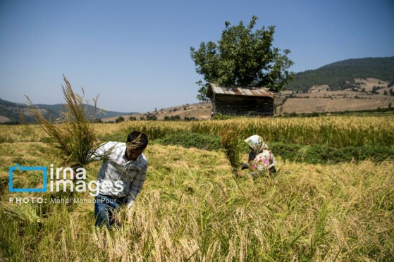 برداشت برنج در مازندران