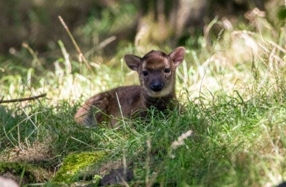 اسکاتلند، بریتانیا