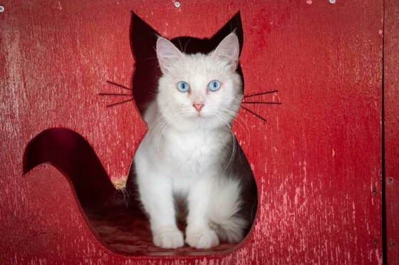 نکارا، ترکیه