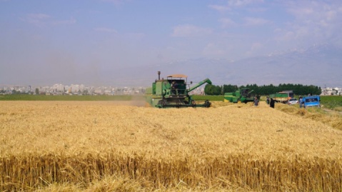 سطح برداشت گندم در استان تهران به بیش از ۴۵ هزار هکتار رسید