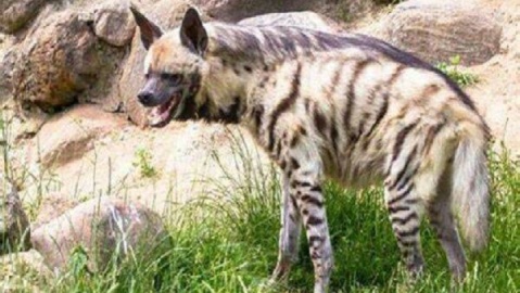 ثبت تصویر کفتار راهراه در پناهگاه خوشییلاق؛ نگهبانان گمنام طبیعت