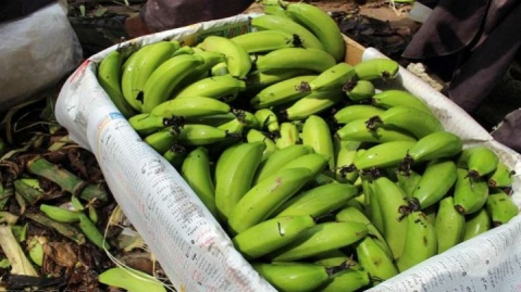 واردات موز از حقوق گمرکی معاف شد