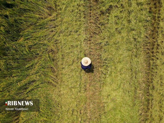 برداشت شالی روستای منگلاب شهر بهنمیر
