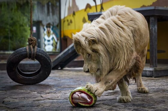 استانبول، ترکیه