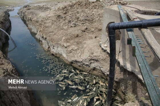 آخرین وضعیت دریاچه پری؛ ماهی ها تلف شدند