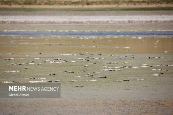 آخرین وضعیت دریاچه پری؛ ماهی ها تلف شدند
