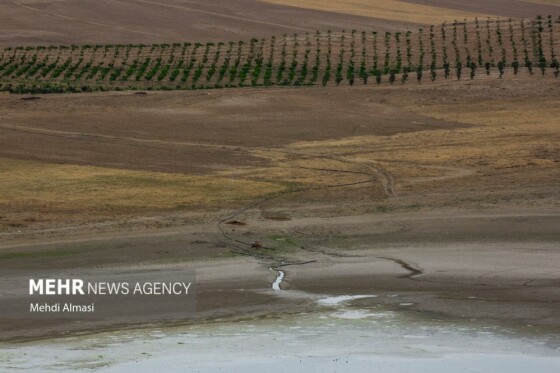 آخرین وضعیت دریاچه پری؛ ماهی ها تلف شدند