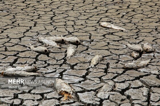 آخرین وضعیت دریاچه پری؛ ماهی ها تلف شدند