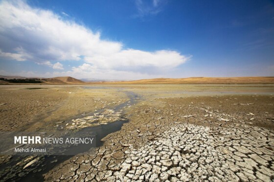 آخرین وضعیت دریاچه پری؛ ماهی ها تلف شدند