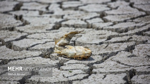 گزارش تصویری/ آخرین وضعیت دریاچه پری؛ ماهی ها تلف شدند