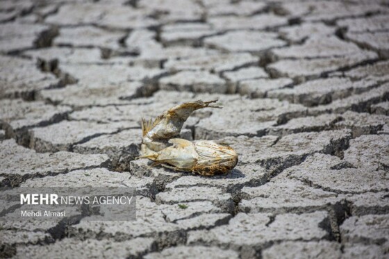 آخرین وضعیت دریاچه پری؛ ماهی ها تلف شدند