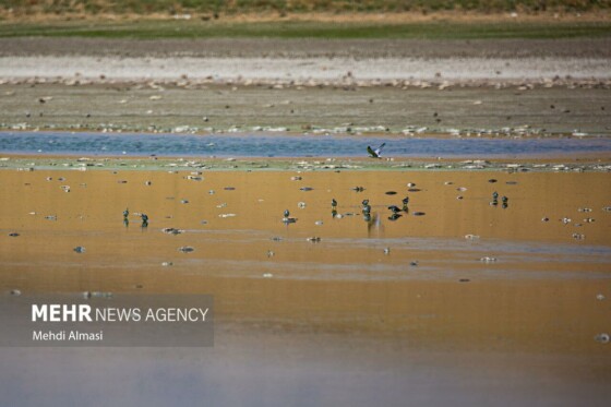 آخرین وضعیت دریاچه پری؛ ماهی ها تلف شدند