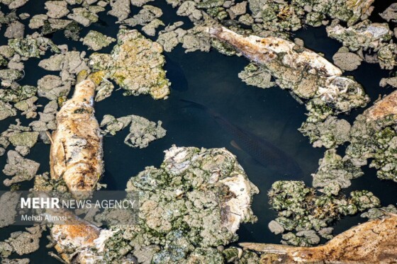 آخرین وضعیت دریاچه پری؛ ماهی ها تلف شدند