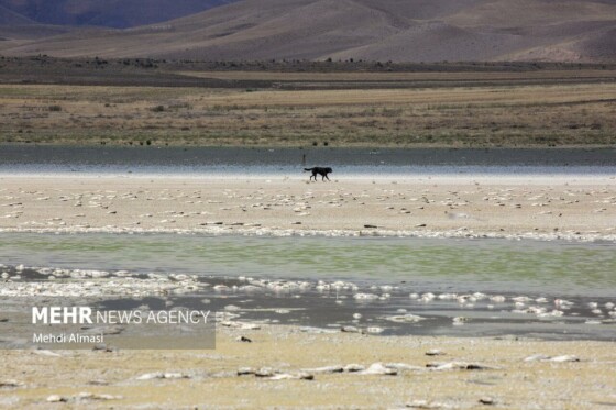 آخرین وضعیت دریاچه پری؛ ماهی ها تلف شدند