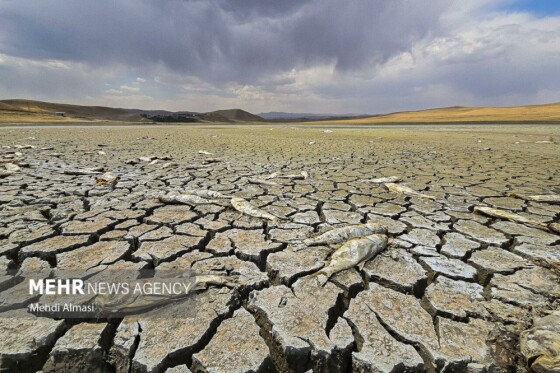 آخرین وضعیت دریاچه پری؛ ماهی ها تلف شدند