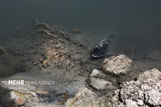 آخرین وضعیت دریاچه پری؛ ماهی ها تلف شدند
