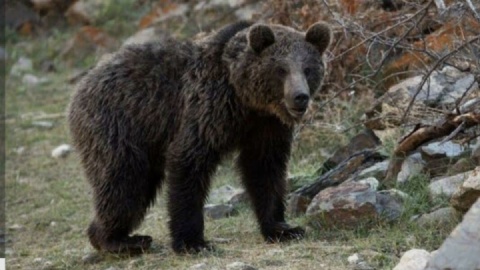 حمله خرس گرسنه به کشاورز کوهرنگی