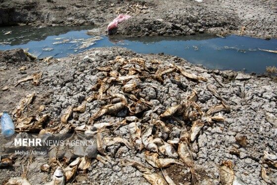 آخرین وضعیت دریاچه پری؛ ماهی ها تلف شدند