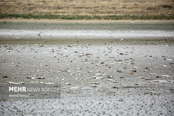 آخرین وضعیت دریاچه پری؛ ماهی ها تلف شدند